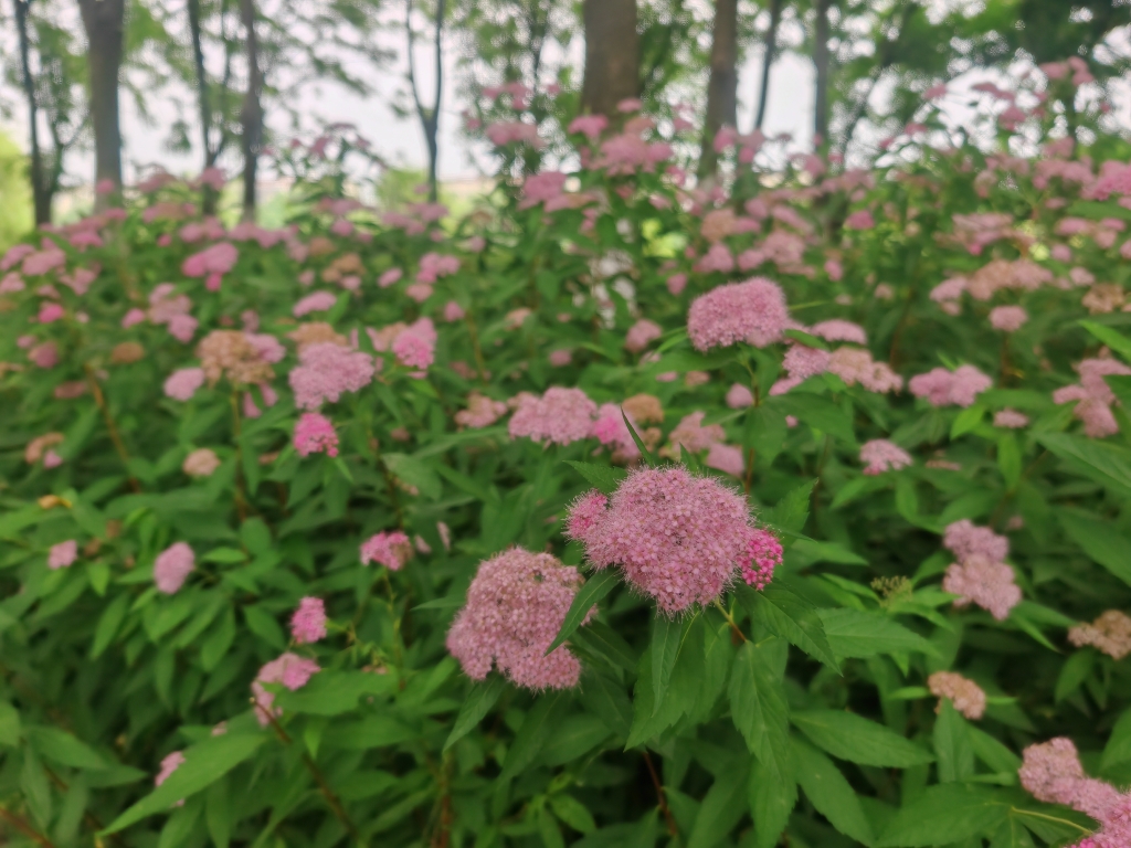 體育中心-繡線菊